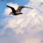 20100822_179_small.JPG
