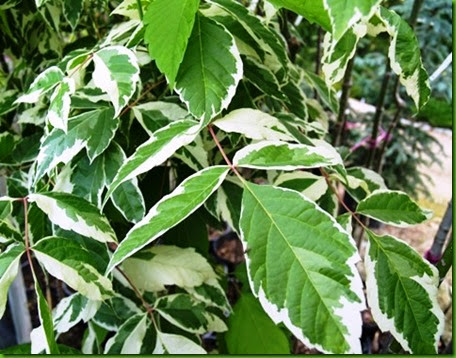Acer negundoi variegado Acer negundoi variegado
