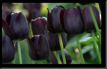 black tulip2