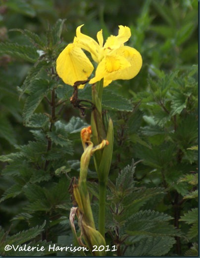 57-yellow-iris