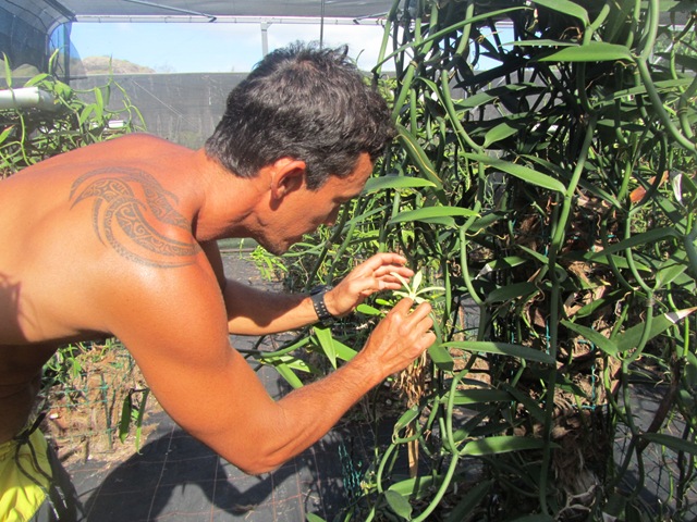 [rehuahine0433.jpg]