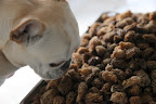 Sniff-sniff - I think this is a large pile of rare morel mushrooms.