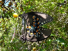 Spicebush Swallowtails mating. Photo by Jill Staake