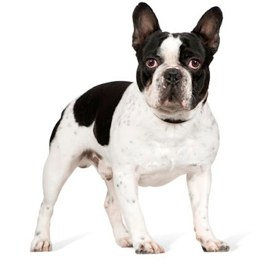 Bull_frances1.jpg