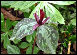 07- Trillium