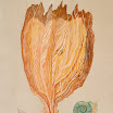 ducornet - ducornetr_3.jpg