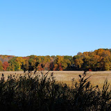 Guilford Salt Meadow Sanctuary Osprey Platform