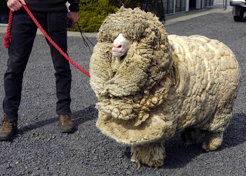 Не стриженная овца