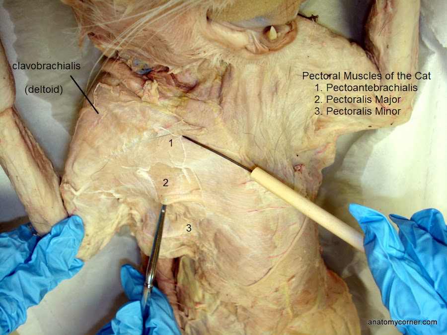 Cat Muscles Dissection | AnatomyCorner