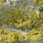 Common Orange Lichen