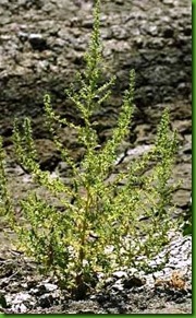 Chenopodium botrys Chenopodium botrys