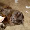 miss kitty