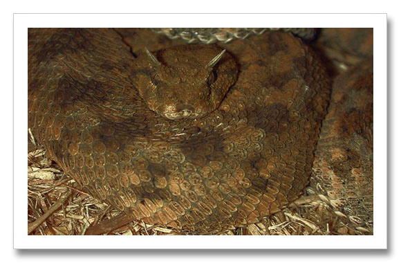 Desert Saharan Viper