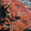 hokkaido_771.jpg