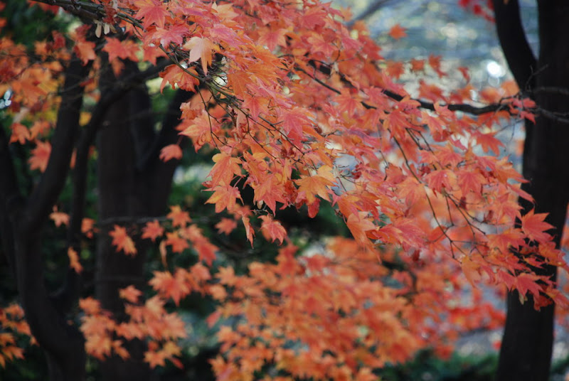 hokkaido_771.jpg