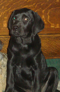 Nyx at 3 1/2 months old