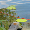 dsc01467.jpg dsc01467.jpg
