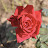 DSC_0557.jpg DSC_0557.jpg