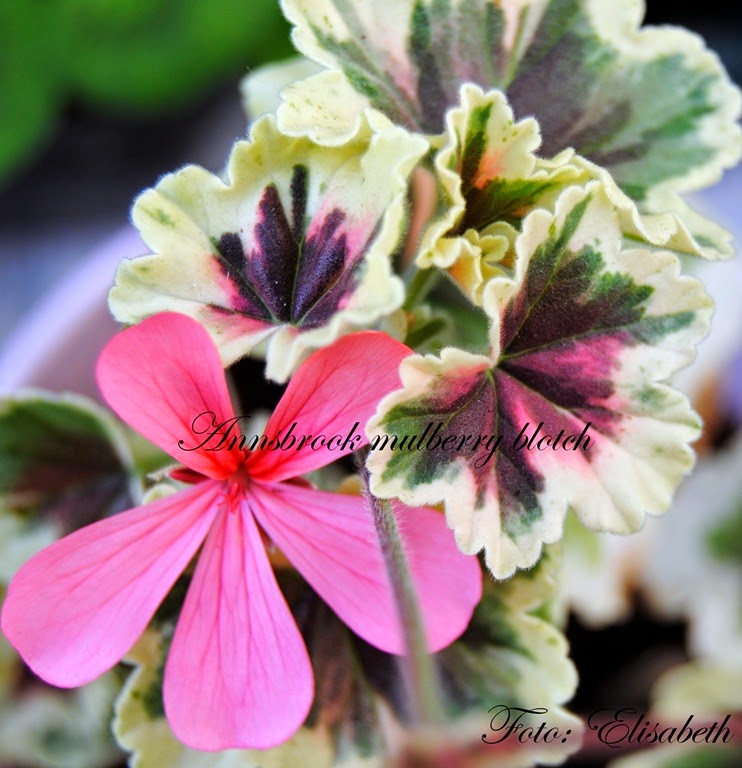 [Pelargonium%252016%2520juni%2520-14%2520071%255B4%255D.jpg]