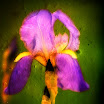 iris011sh.jpg