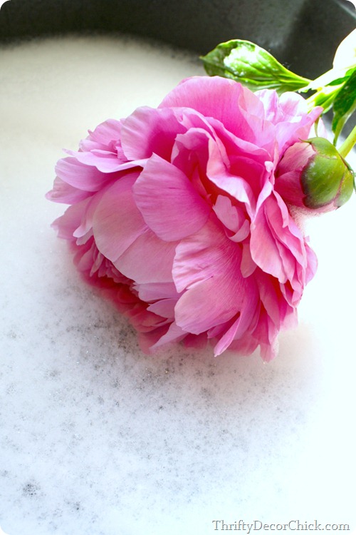 The peony, beauty of spring from Thrifty Decor Chick