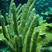  Snorkel Buck Island Reef 
