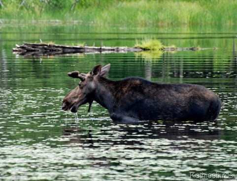 17. moose-kab