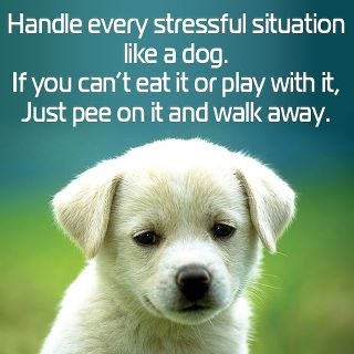 [puppydog2.jpg]