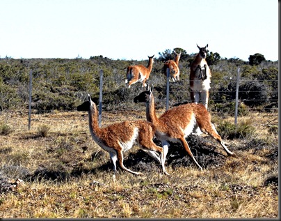 Guanacos - tony Guanacos - tony
