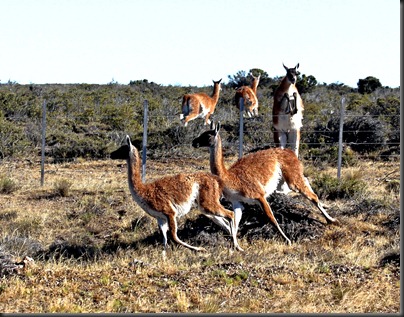 Guanacos - tony