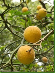 Poncirus trifoliata (3) Poncirus trifoliata (3)