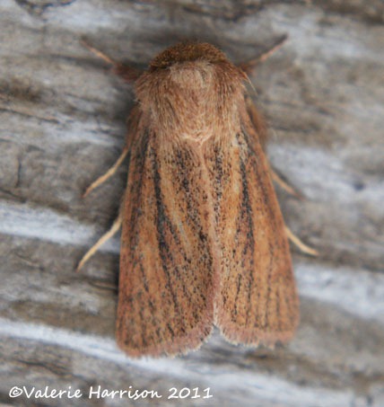 [small-wainscot-2%2520%25283%2529%255B2%255D.jpg]