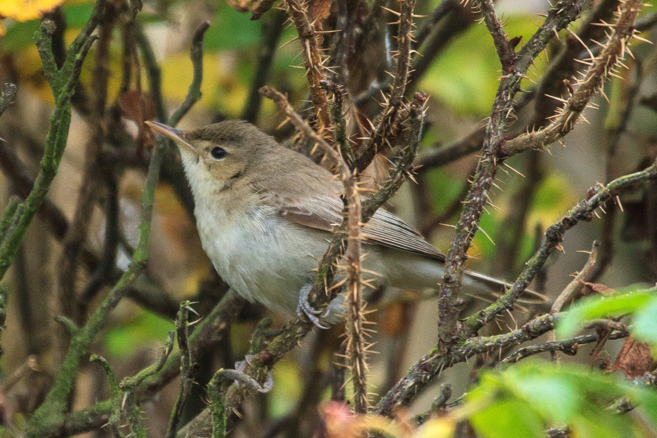 [Kilminning_Eastern_Olivaceous_Warbler-3%255B7%255D.jpg]