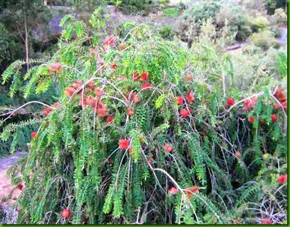 Maleleuca hypericifolia