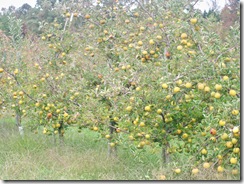 appels11 appels11