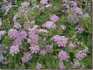 chaerophyllum%20hirsutum%20'roseum' chaerophyllum%20hirsutum%20'roseum'