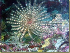 Feather Star-1