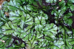  stand upwards for a grouping of plants that includes MR X Difference betwixt Liverworts in addition to Mosses