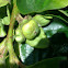 Fuyu persimmon