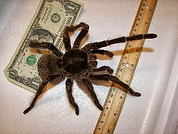 4- A Aranha Golias comedora de pássaros, também conhecida como aranha-golias ou tarântula-golias, é considerada o maior aracnídeo do mundo, em massa corporal. Endêmica do norte 4- A Aranha Golias comedora de pássaros, também conhecida como aranha-golias ou tarântula-golias, é considerada o maior aracnídeo do mundo, em massa corporal. Endêmica do norte
