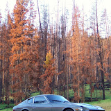 1 Yellowstone trees backdrop.JPG