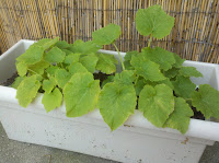 2011-06-06_18-03-33_313