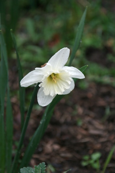 daffs6.jpg Daffs6