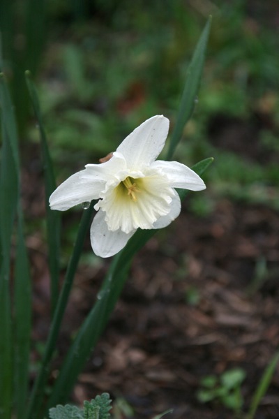 Daffs6