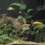 aquarium