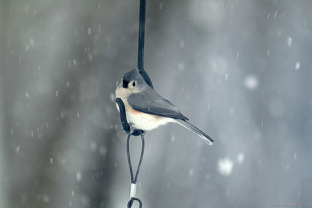 [Titmouse_Snow_Feb15%255B9%255D.jpg]