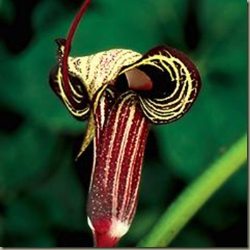 a.kiushianum