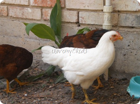White Cornish Hen