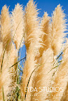 Soft like feathers Soft like feathers