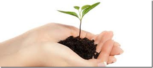 planta planta